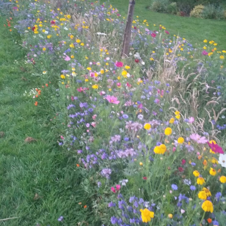 Barbora's garden