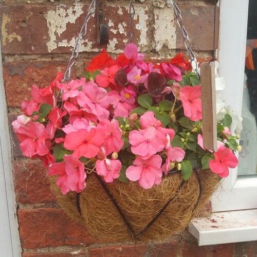 plant image 184744