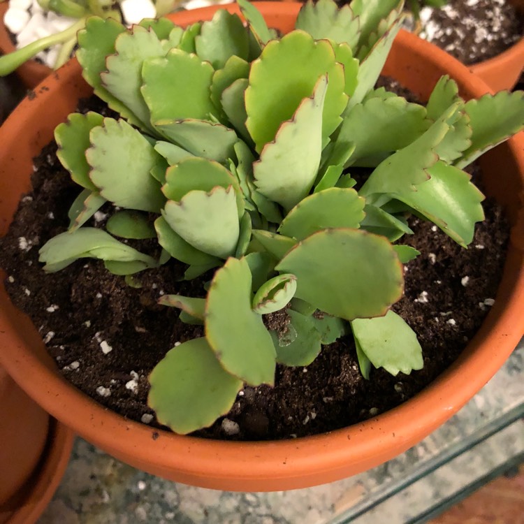 Plant image Kalanchoe Laetivirens 'Big Momma'