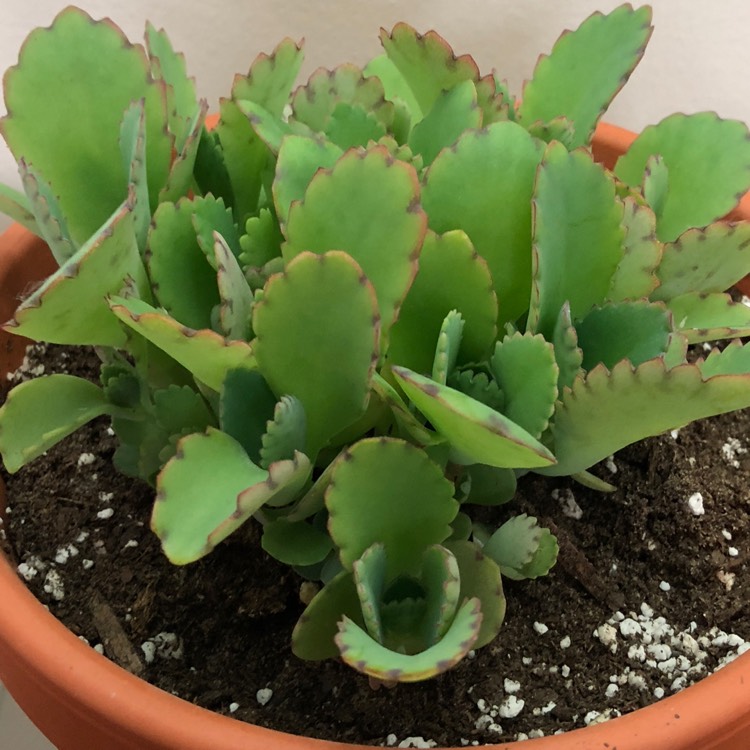plant image 883837