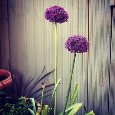 Allium 'Purple Sensation'