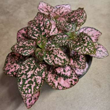 Hypoestes phyllostachya 'Splash Select Mix'