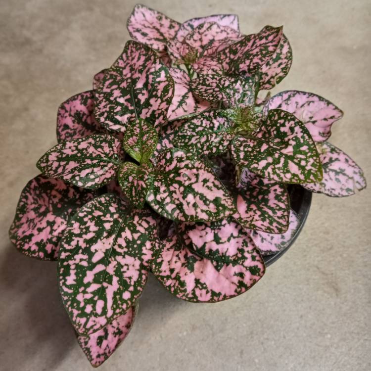 plant image 1462853 plant image 1462853