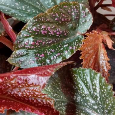 Begonia 'Pink Mink'