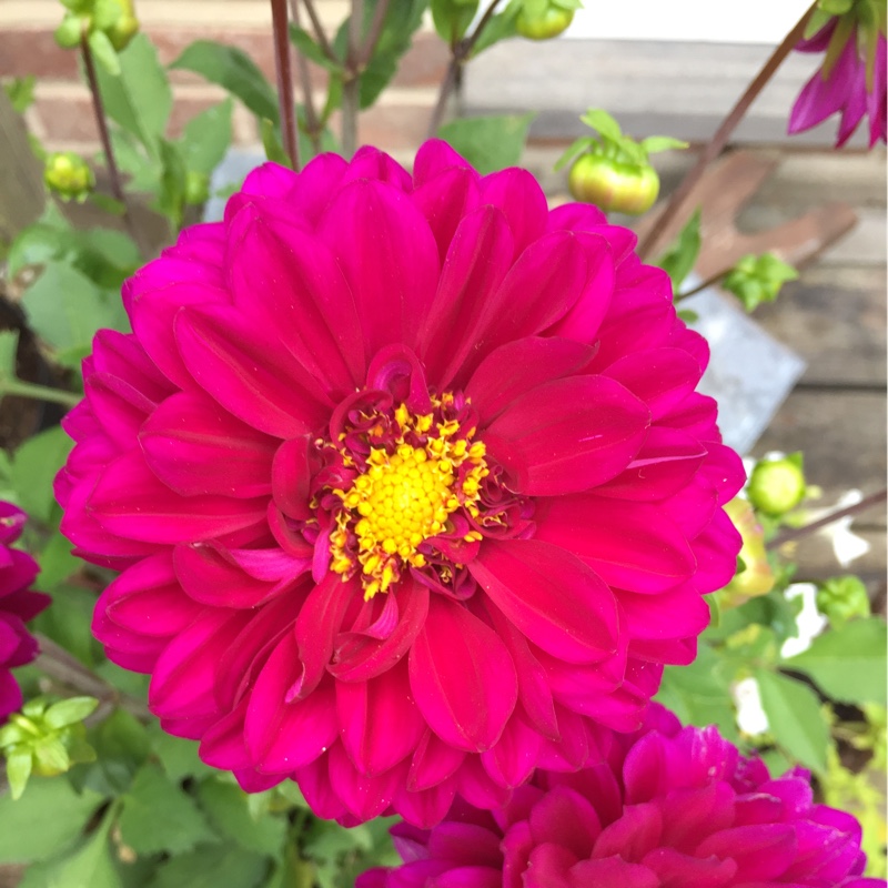 Plant image Dahlia 'Classic Giselle'