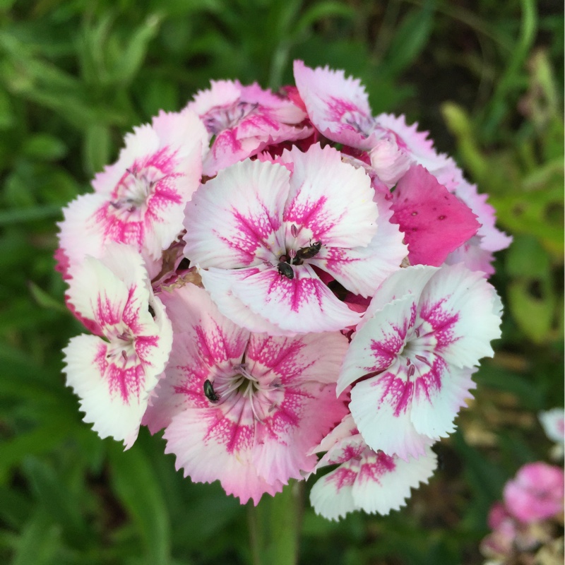 Plant image Dianthus barbatus 'Persian Carpet'