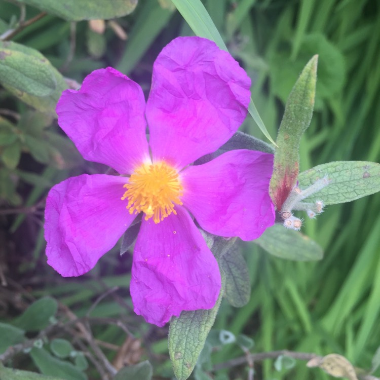 plant image 472627