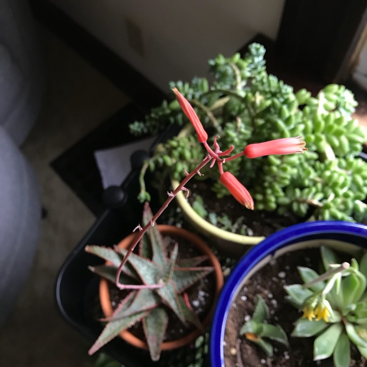 plant image 621438