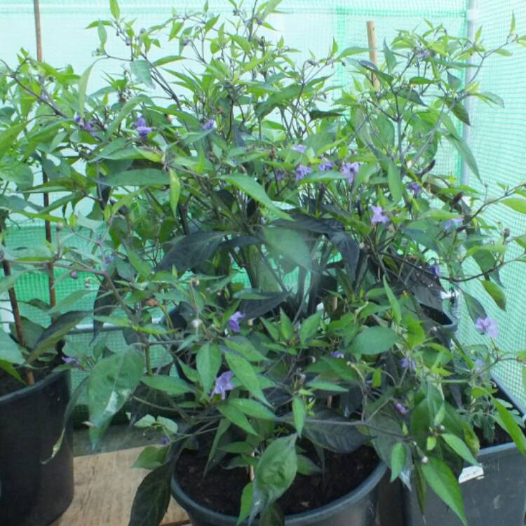 Plant image Capsicum annuum 'Zimbabwe Black'