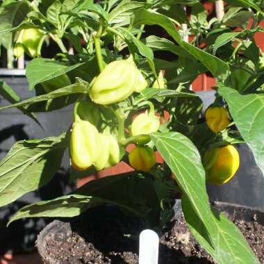 Chilli Pepper 'Habanero Burkina Yellow'