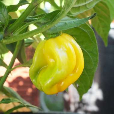 Chilli Pepper 'Habanero Burkina Yellow'