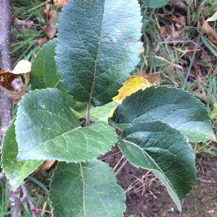 plant image 877045