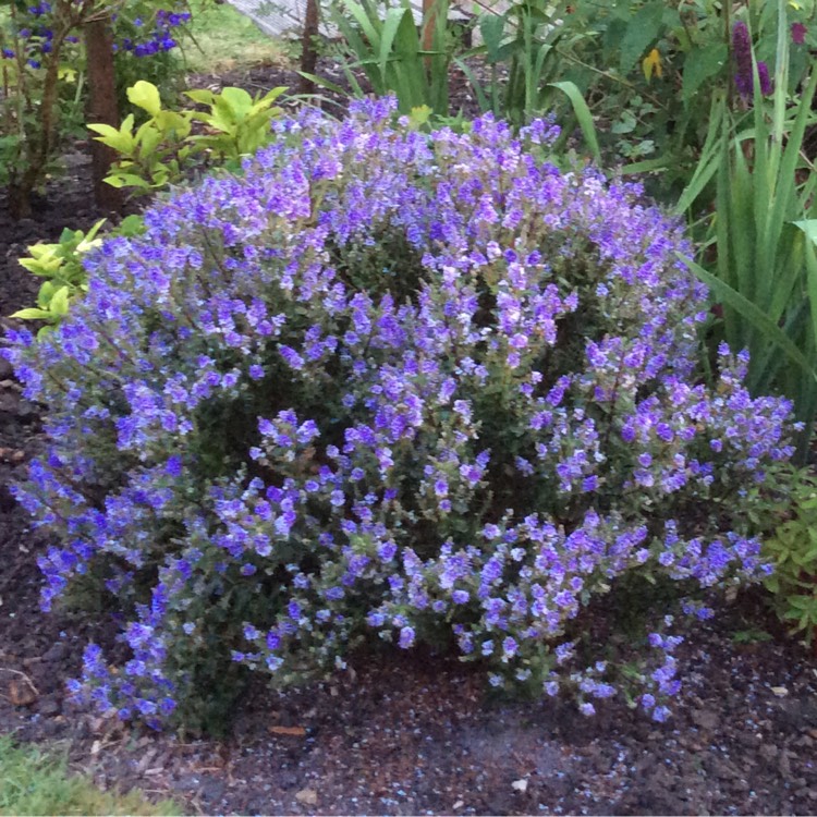Plant image Hebe 'Champion'