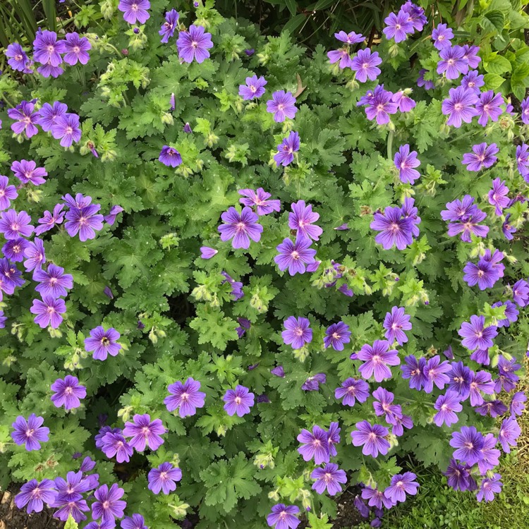 plant image 725620