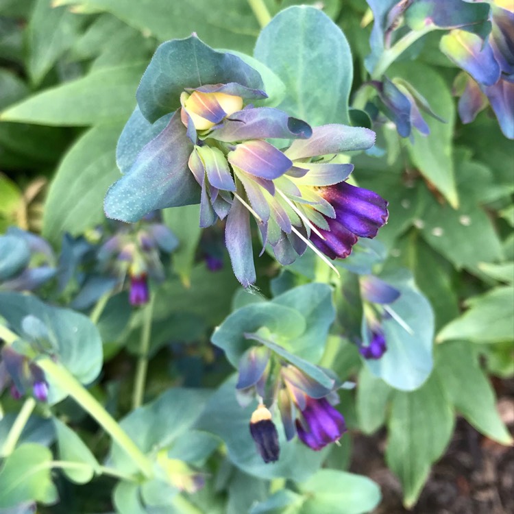 plant image 726661