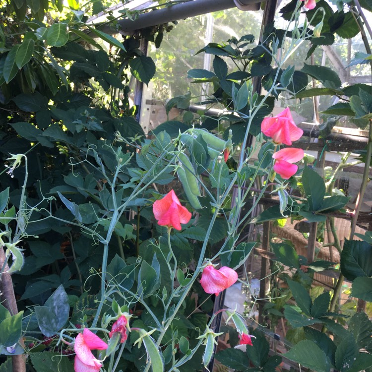Plant image Lathyrus odoratus 'Incense Mixed'