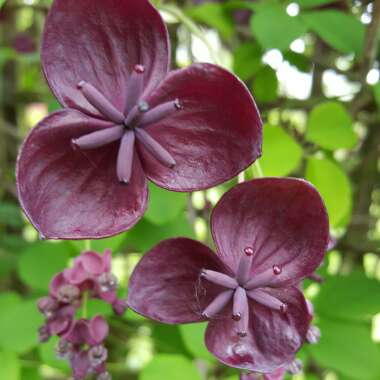Chocolate Vine