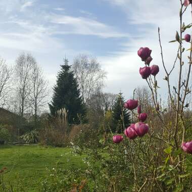 Jo's garden
