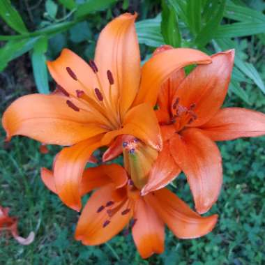 Lily (Species) Orange Lily