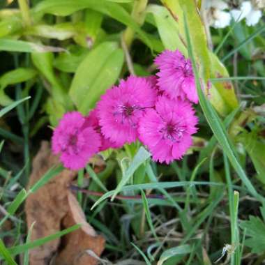 Sweet William