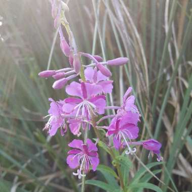 Rosebay Willowherb