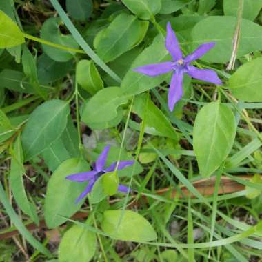 Intermediate Periwinkle