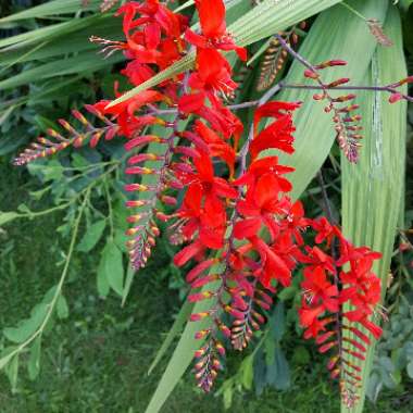 Montbretia 'Lucifer'