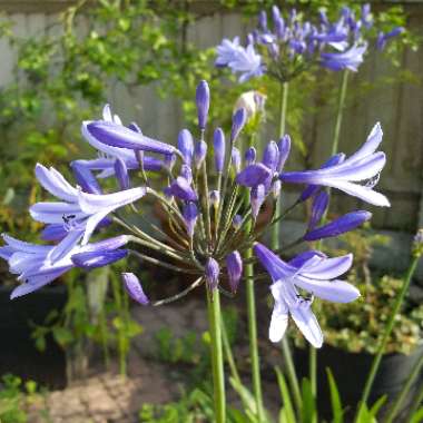 African Lily