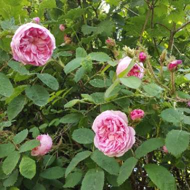 Rose (Old)