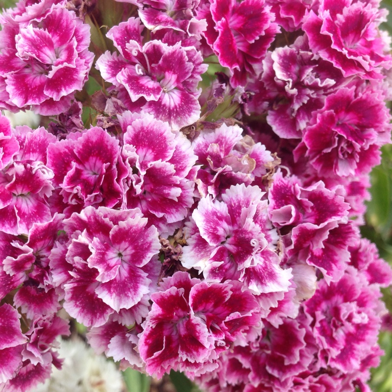 plant image 176009