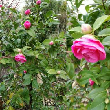 Camellia