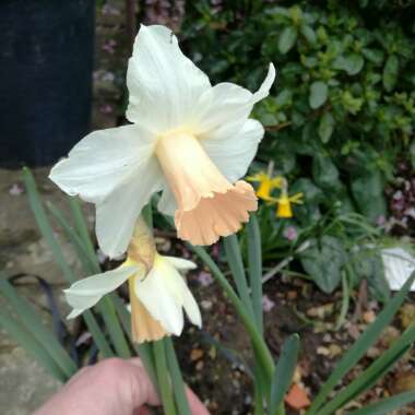 Narcissus