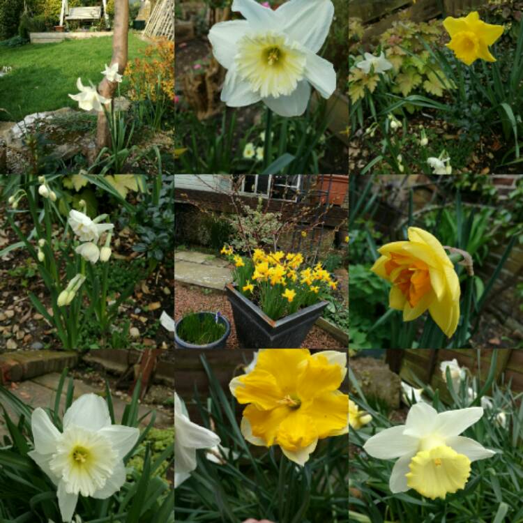 plant image 341938