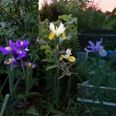 Iris x hollandica