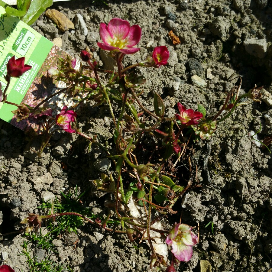 Saxifrage