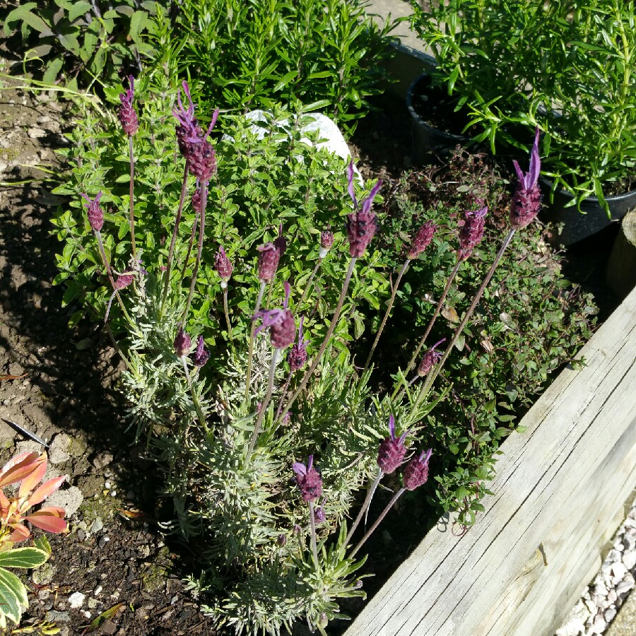 Lavender