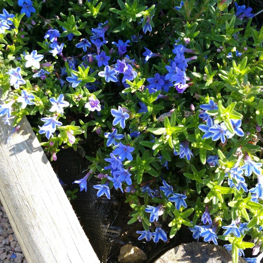 Heidi's garden