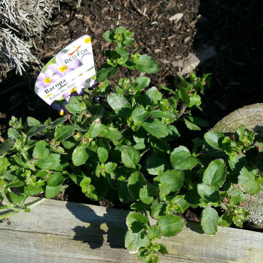 Bacopa 'Colossal White'