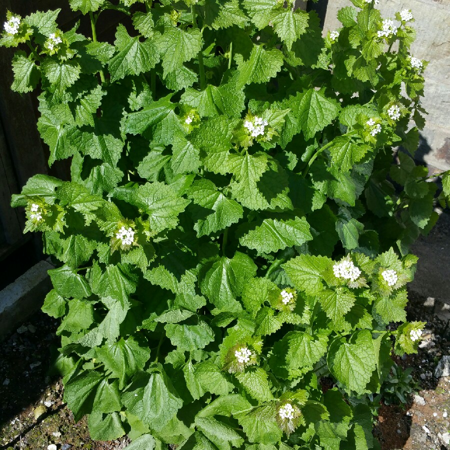 Heidi's garden