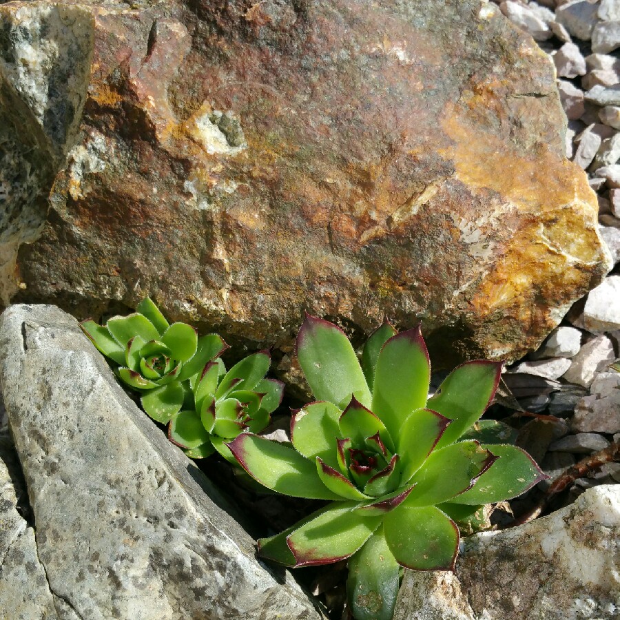Heidi's garden