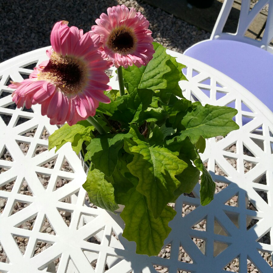 Gerbera Daisy
