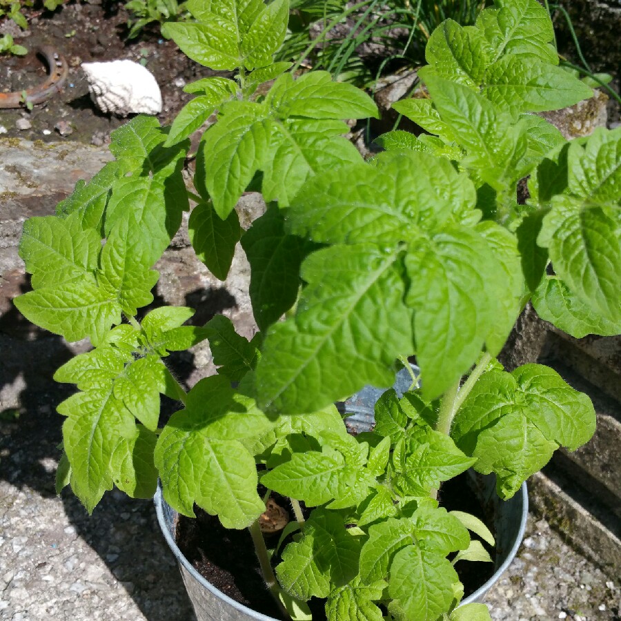 Tomato