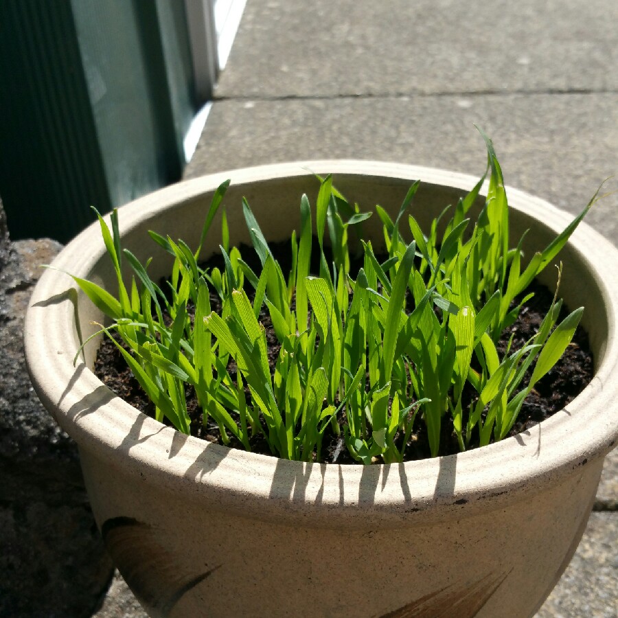 Plant image Avena Sativa