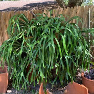 Deb's garden