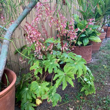 Deb's garden
