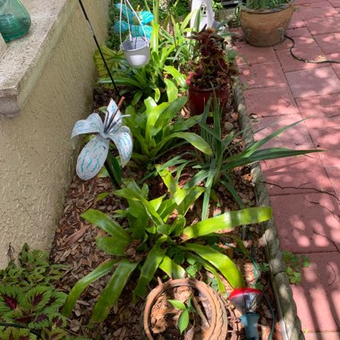 Deb's garden