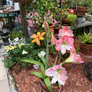 Deb's garden
