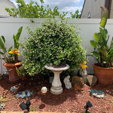 Deb's garden