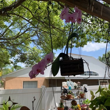 Deb's garden