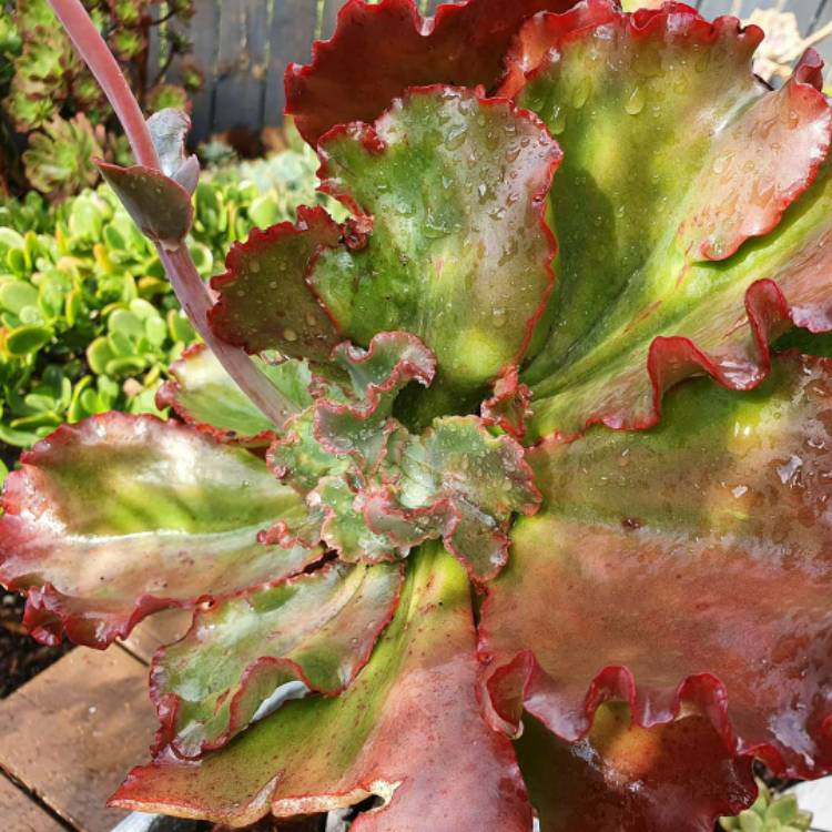 Plant image Echeveria Chocolate
